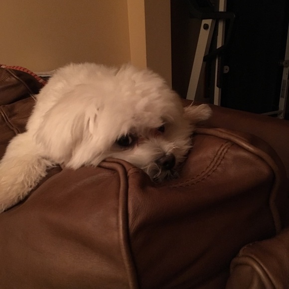 Here’s Mr. Maui! He’s always  with me Poshing! - Picture 2 of 8